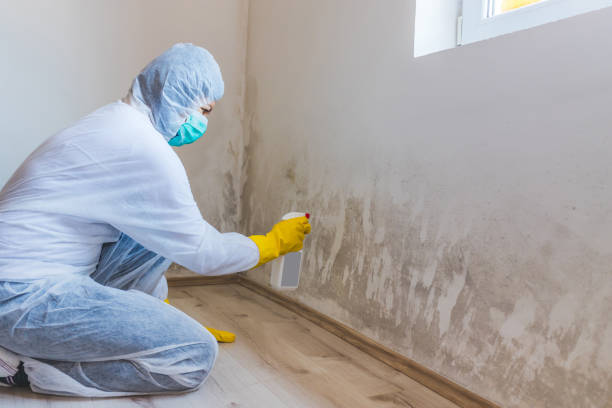 Licensed Mold Remediation service in Annapolis, MD - WQB Mold Removal